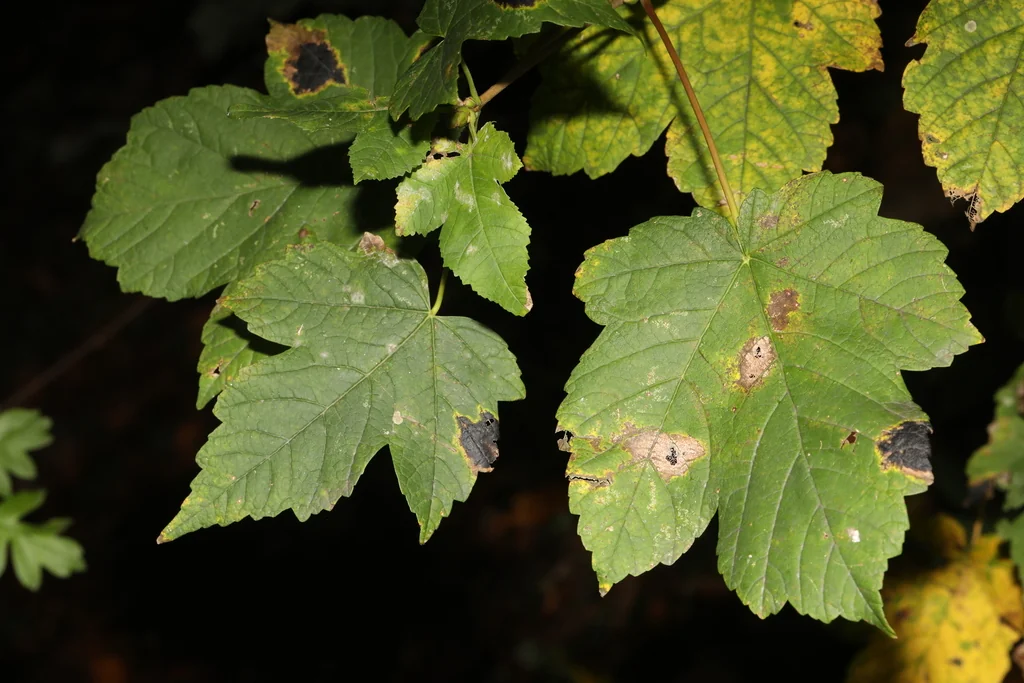 Acer Pseudoplatanus