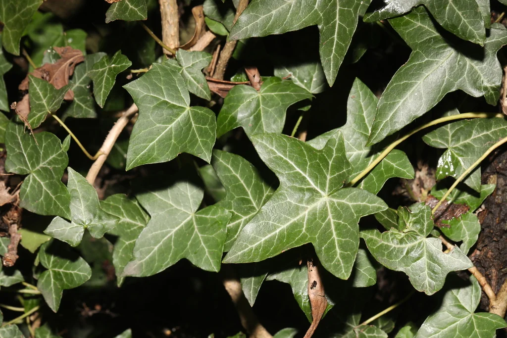 Hedera helix