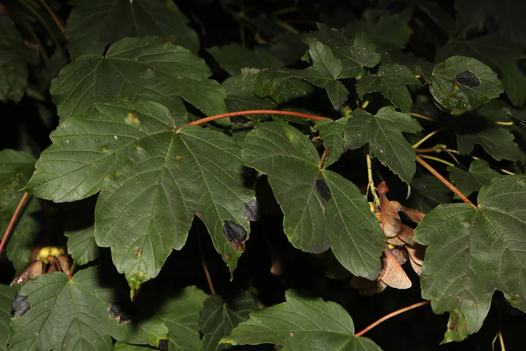 Acer Pseudoplatanus