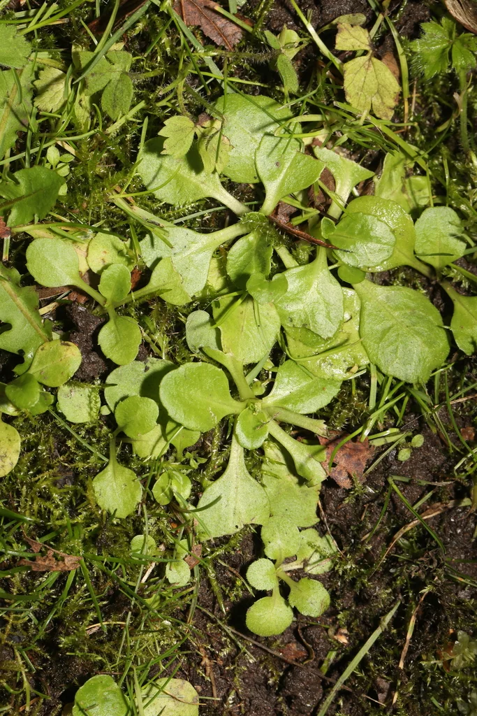 Bellis Perennis