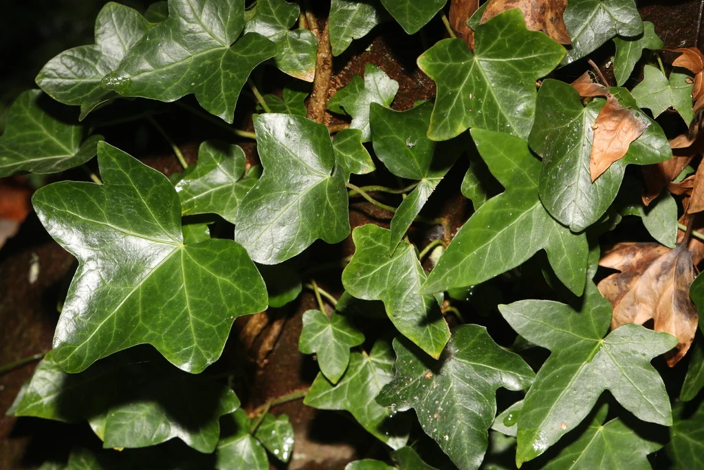 Hedera helix