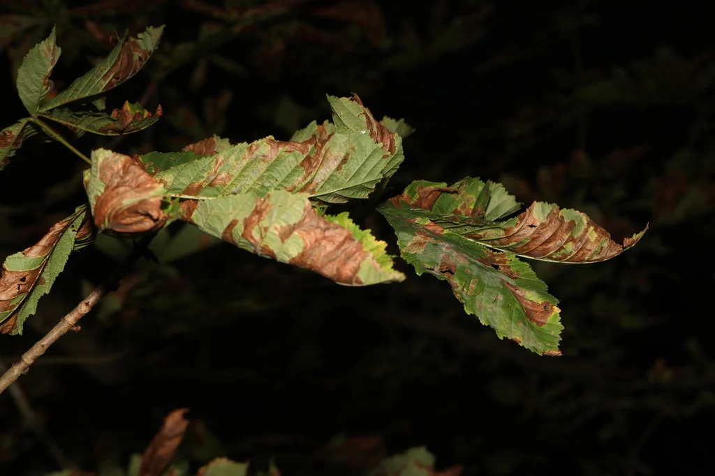 Aesculus Hippocastanum
