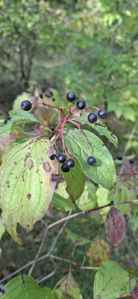 Cornus sanguinea