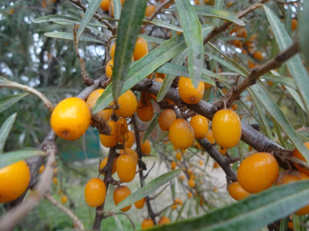 Elaeagnus angustifolia
