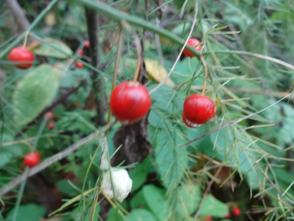 Asparagus Officinalis
