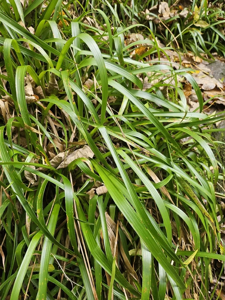 Luzula Sylvatica