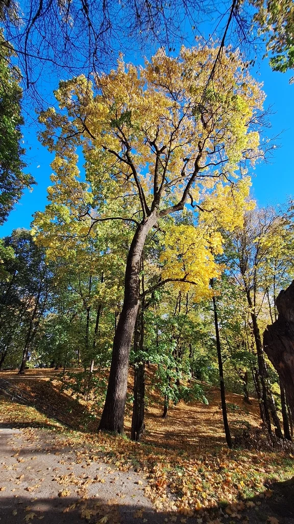 Acer Platanoides