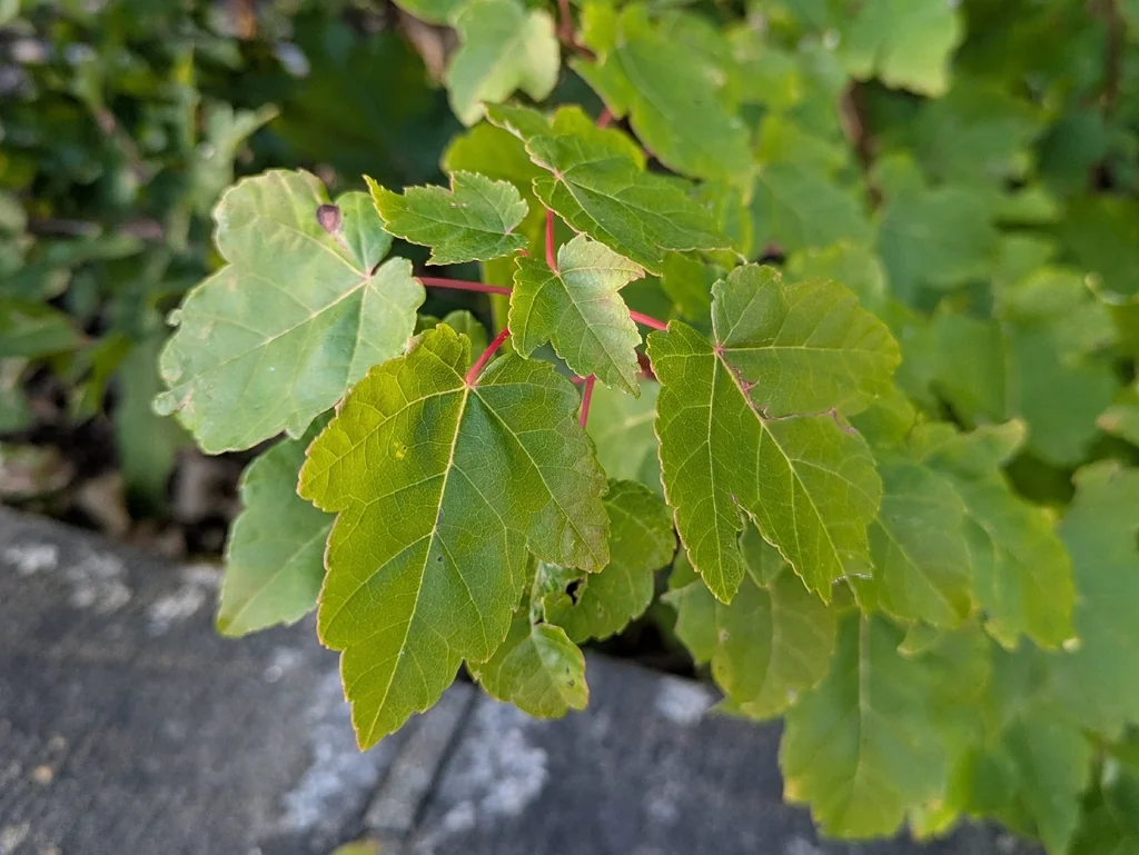 Acer Rubrum