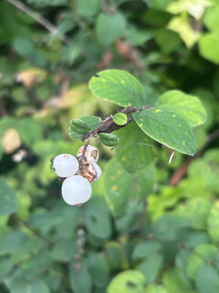 Symphoricarpos Albus