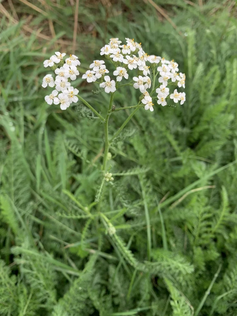 Achillea Millefolium
