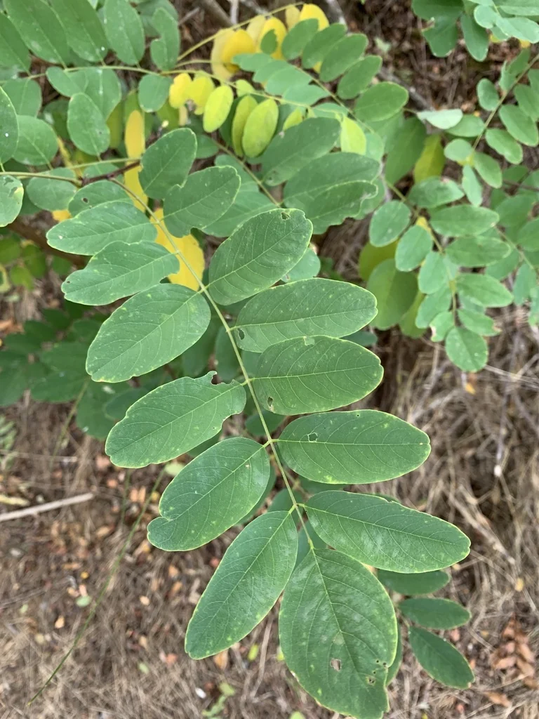 Robinia Pseudoacacia