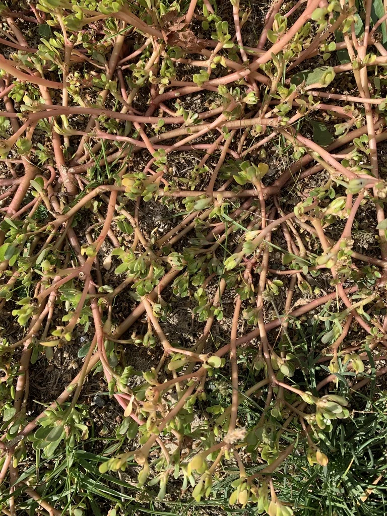 Portulaca oleracea
