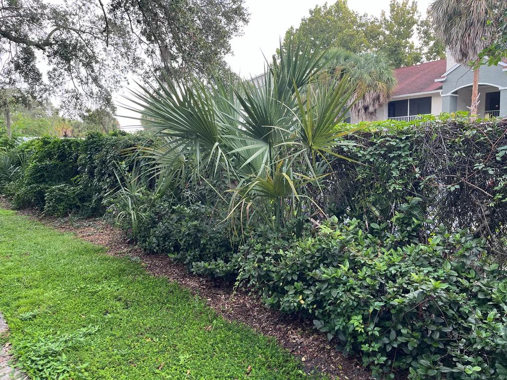 Sabal Palmetto