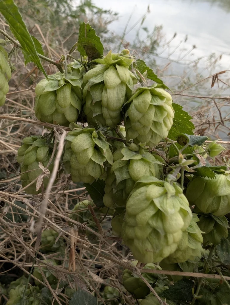 Humulus Lupulus