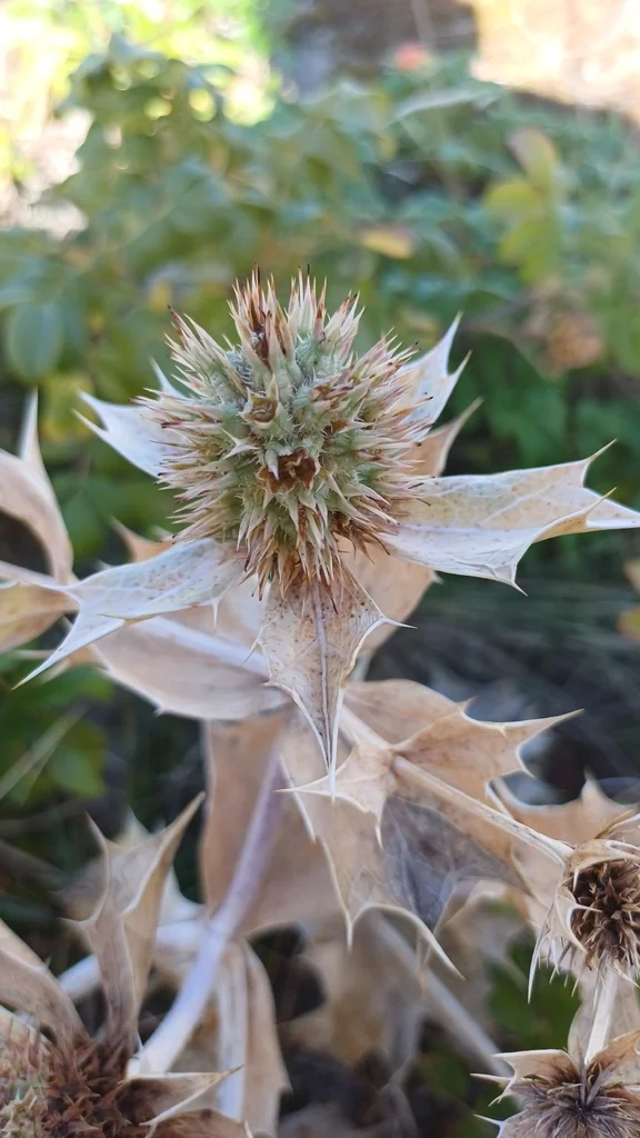 Eryngium Maritimum
