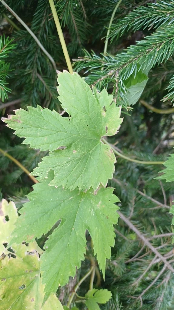 Humulus Lupulus