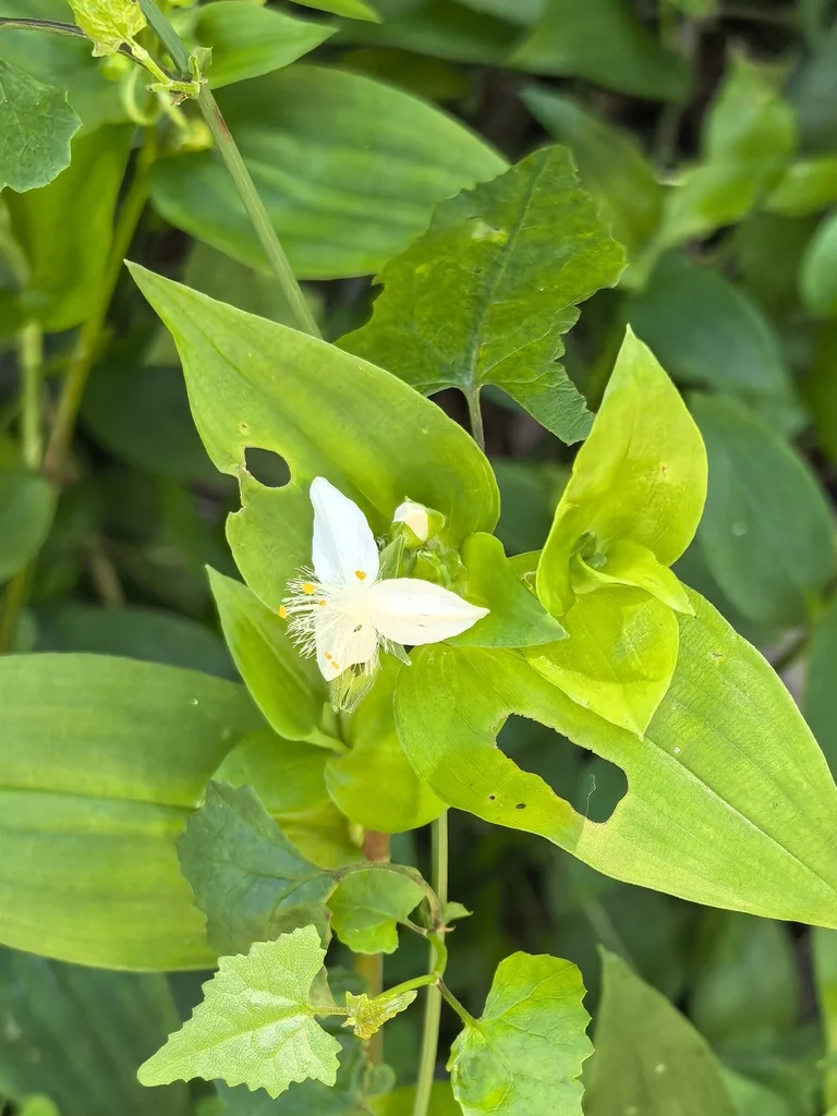 Tradescantia fluminensis