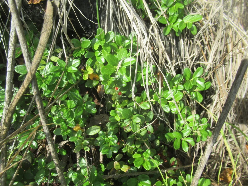 Vaccinium Vitis-Idaea