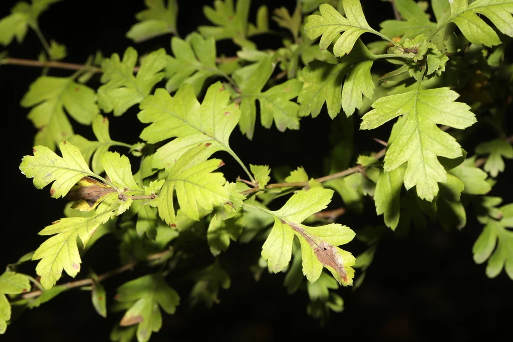 Crataegus Monogyna
