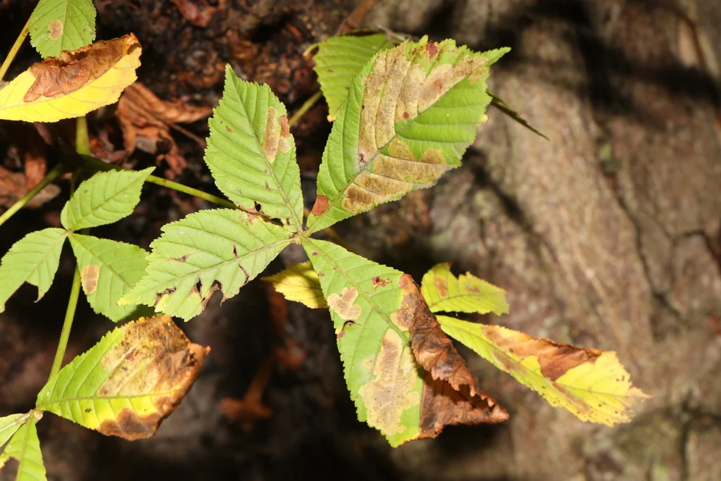 Aesculus Hippocastanum