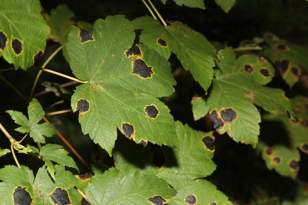 Acer Pseudoplatanus