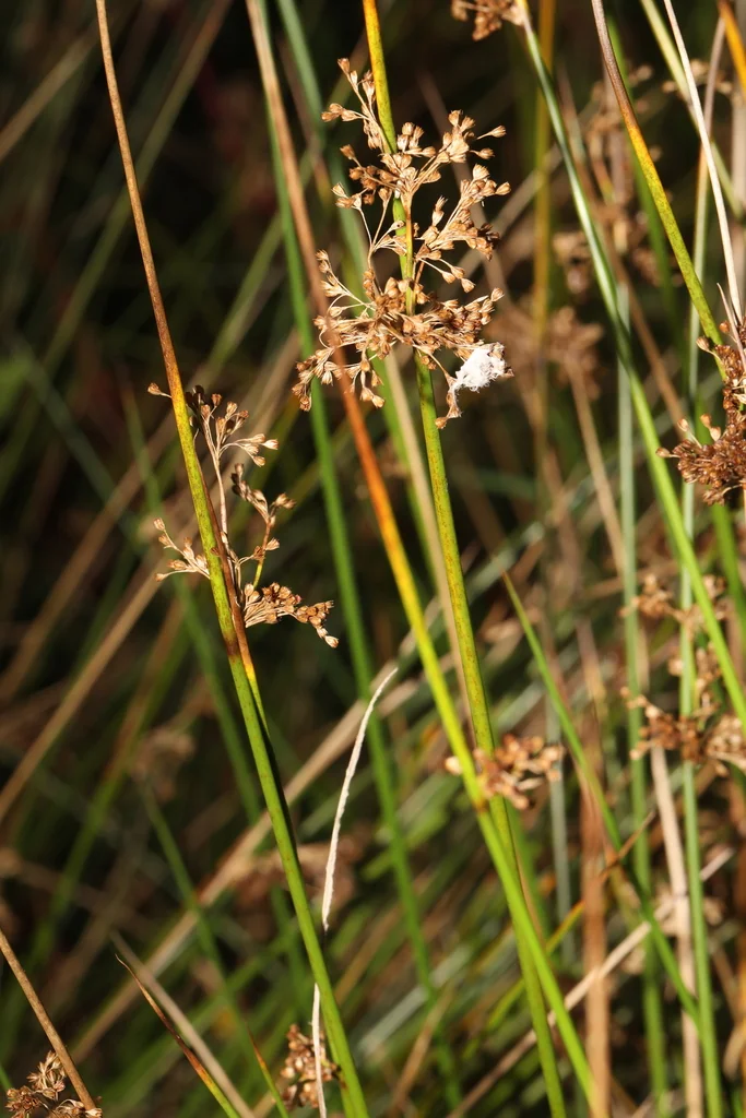 Juncus effusus