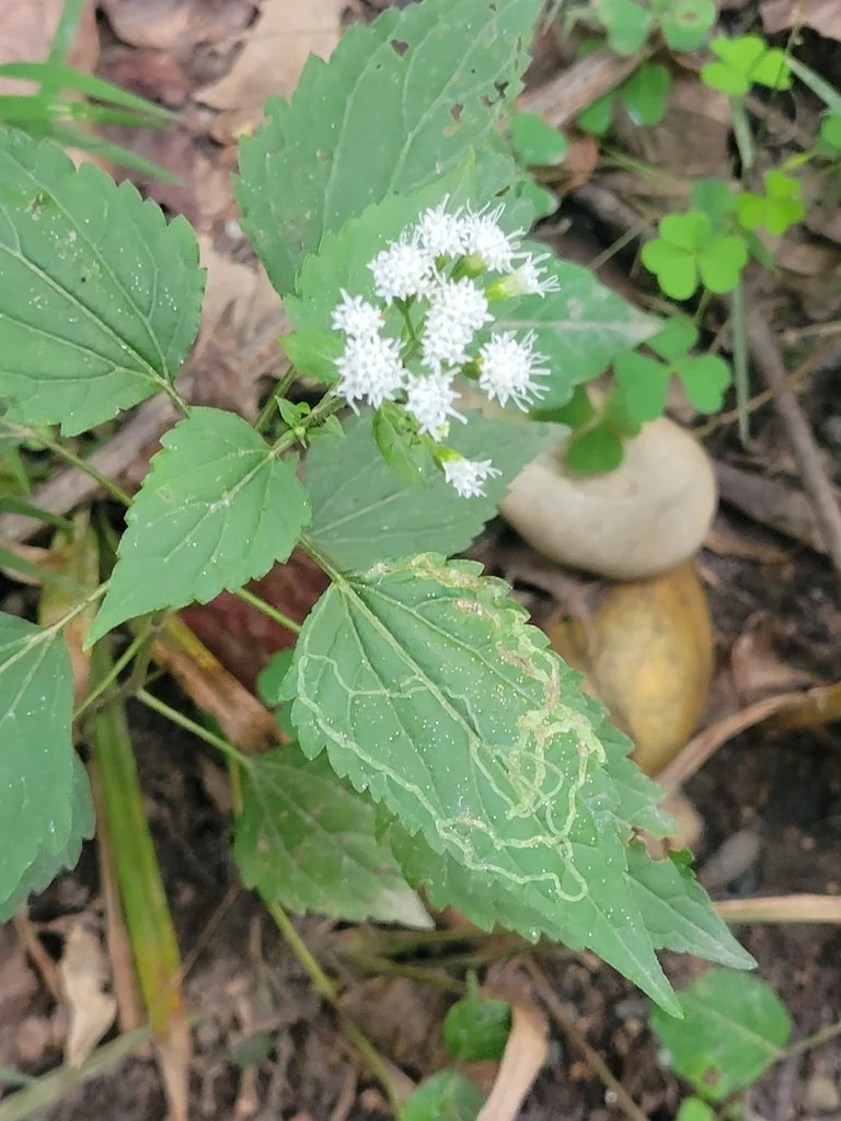 Ageratina Altissima
