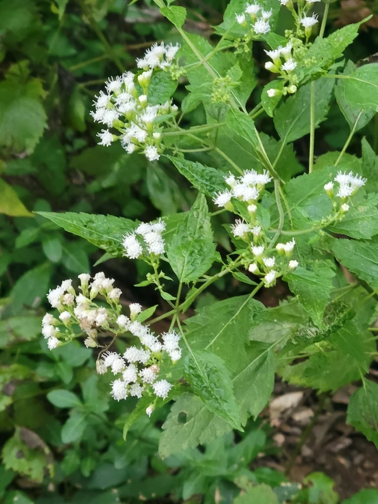 Ageratina Altissima