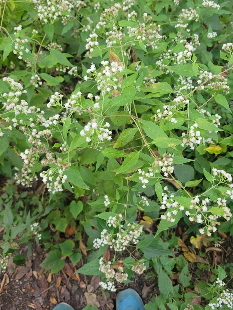 Ageratina Altissima