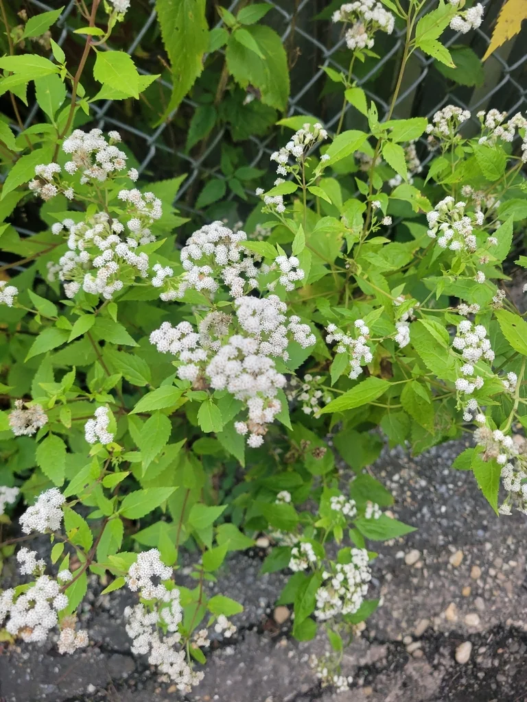 Ageratina Altissima