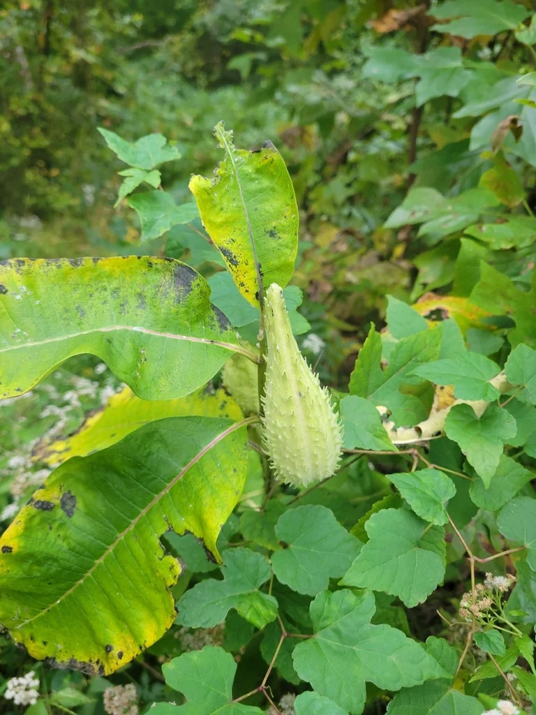Asclepias Syriaca