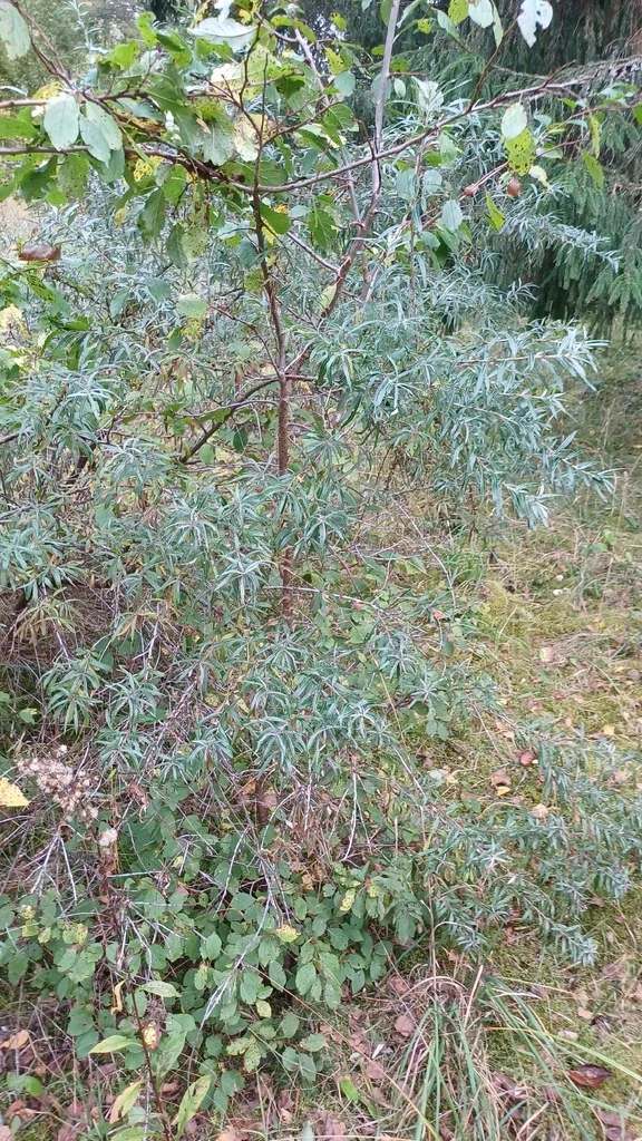 Hippophae Rhamnoides