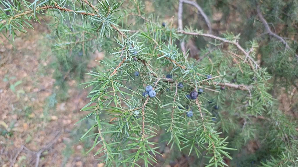 Juniperus Communis
