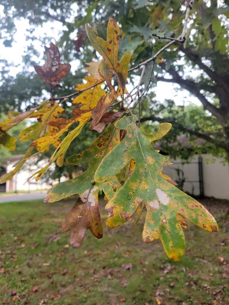 Quercus Alba