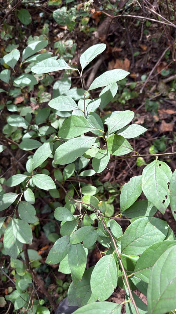 Lindera Benzoin