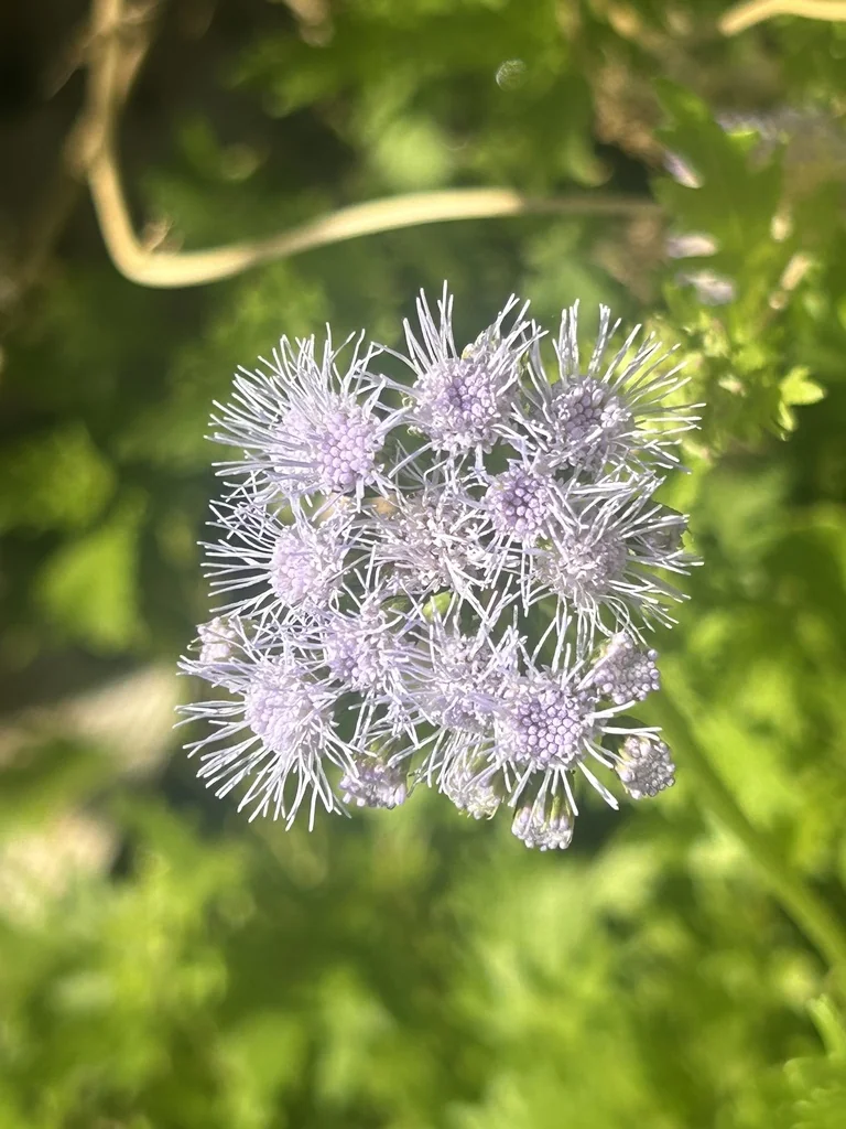 Conoclinium Greggii