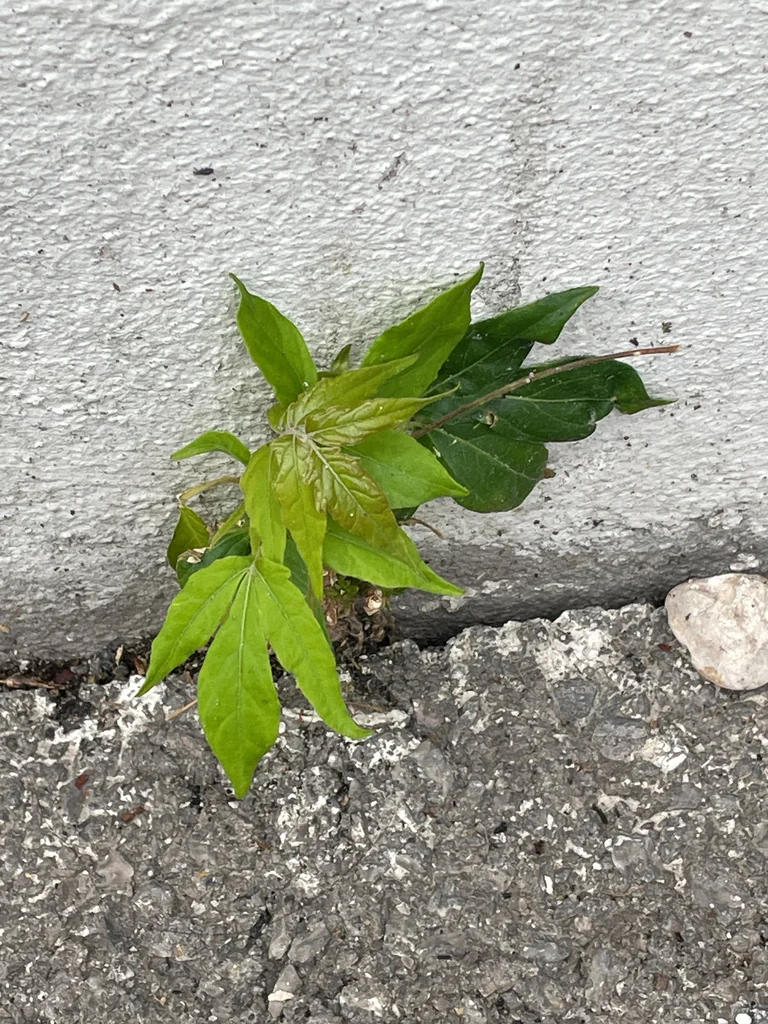 Ailanthus Altissima