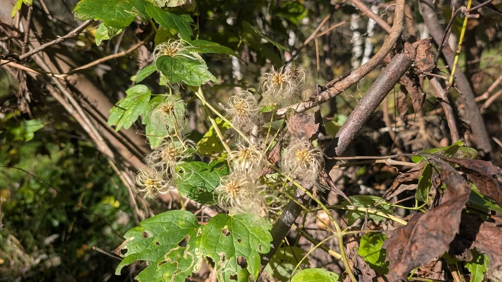 Clematis Virginiana