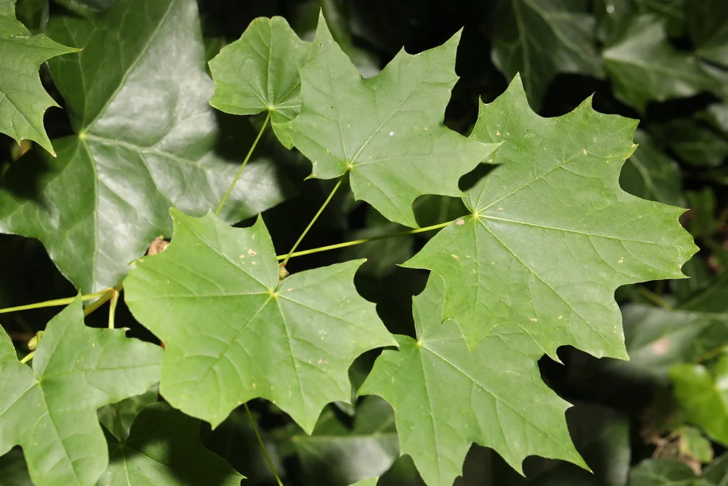 Acer Platanoides