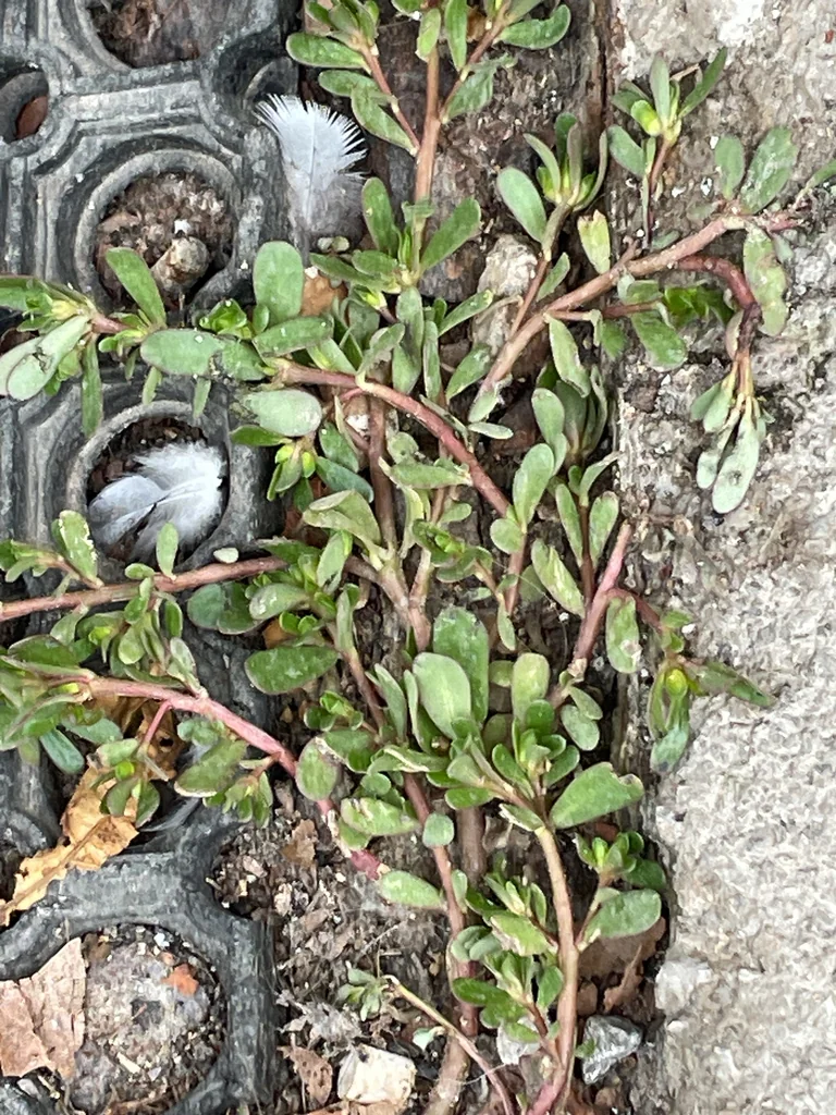 Portulaca oleracea