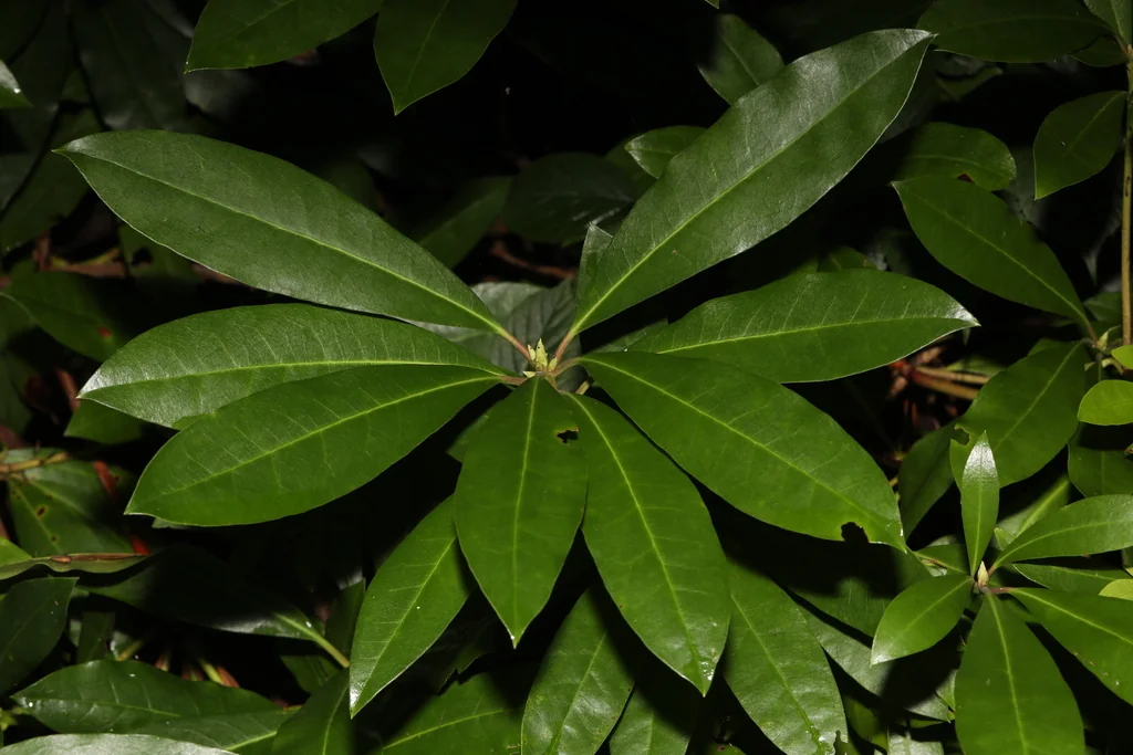 Rhododendron Ponticum