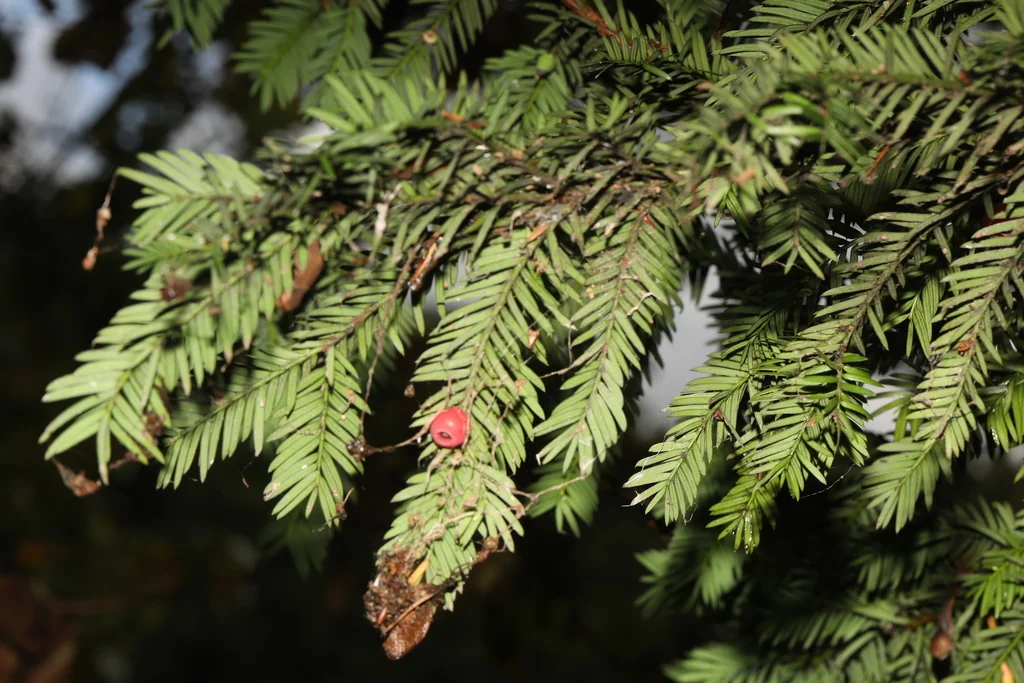 Taxus Baccata