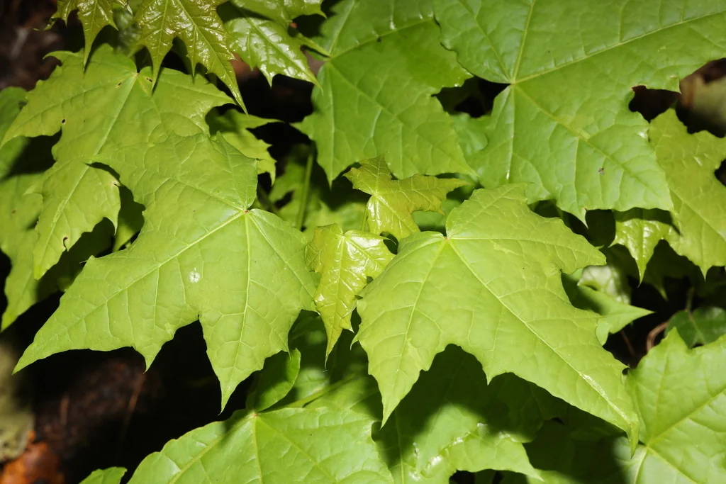 Acer Platanoides