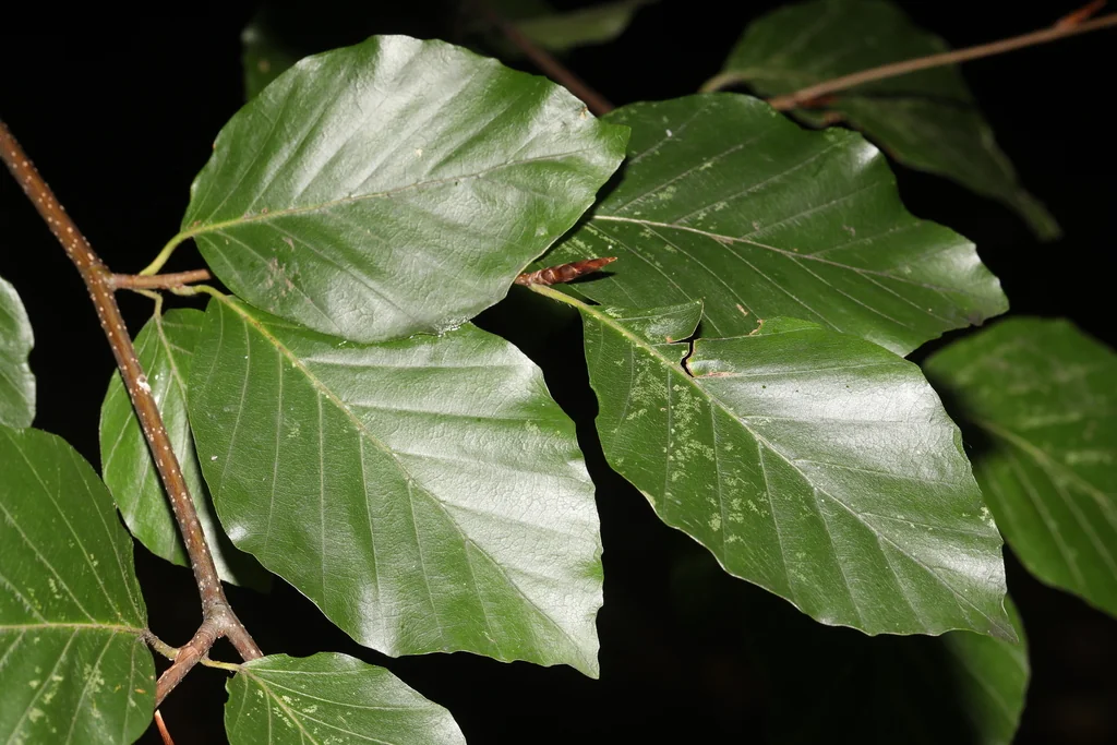 Fagus Sylvatica