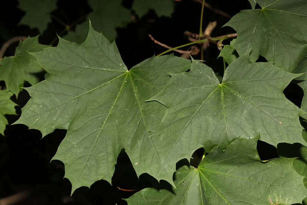 Acer Platanoides