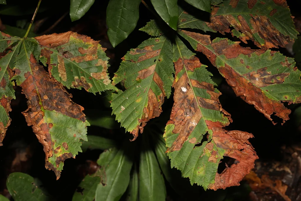 Aesculus Hippocastanum