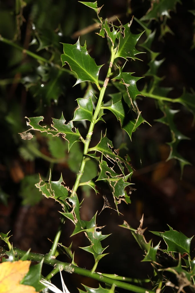 Ilex Aquifolium