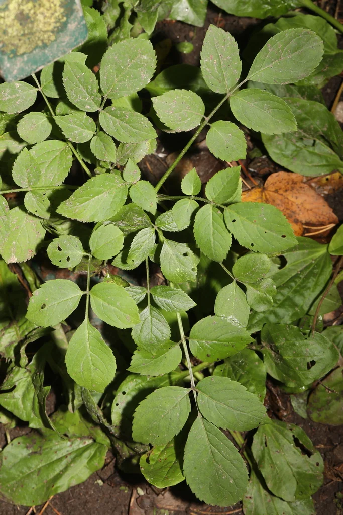 Sambucus nigra