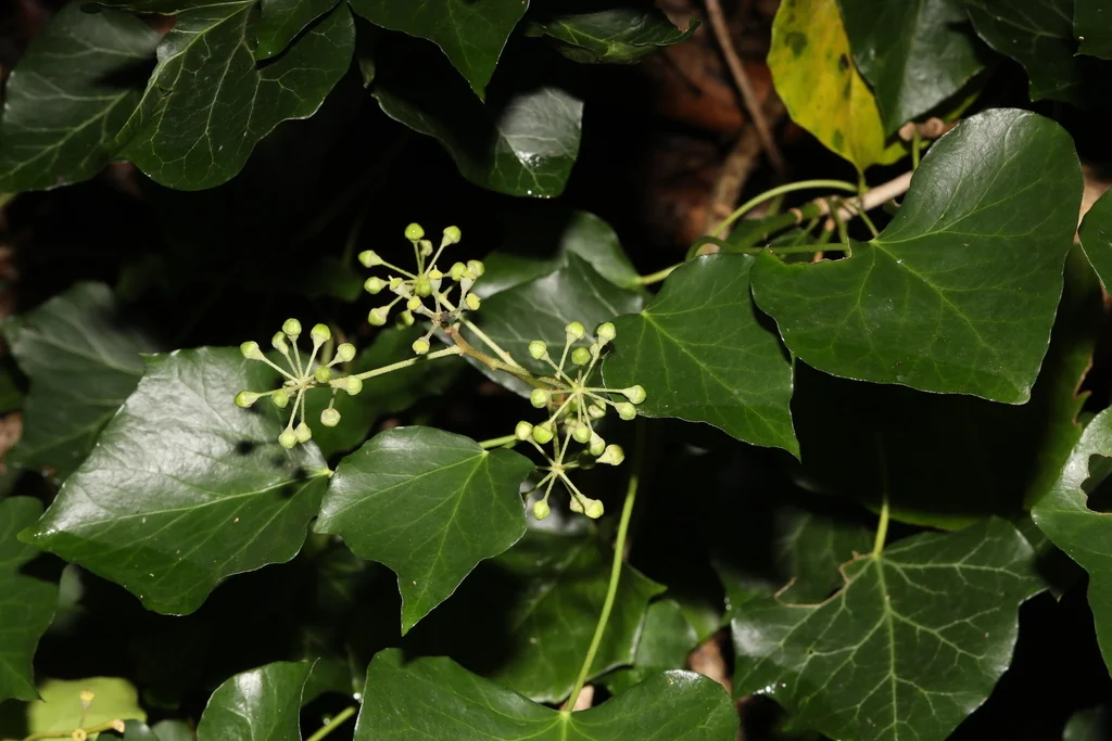 Hedera helix