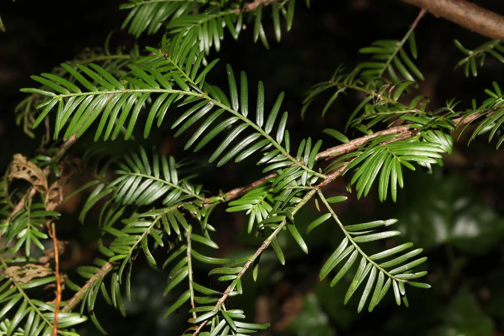 Taxus Baccata